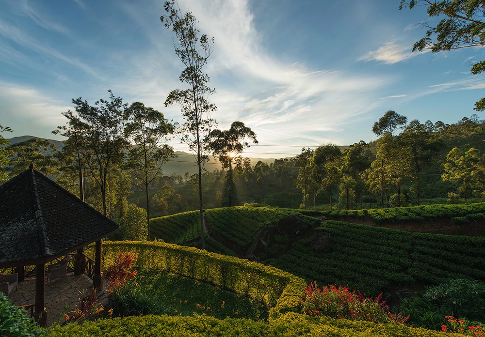 Ceylon Tea Trails in Hill Country, Sri Lanka